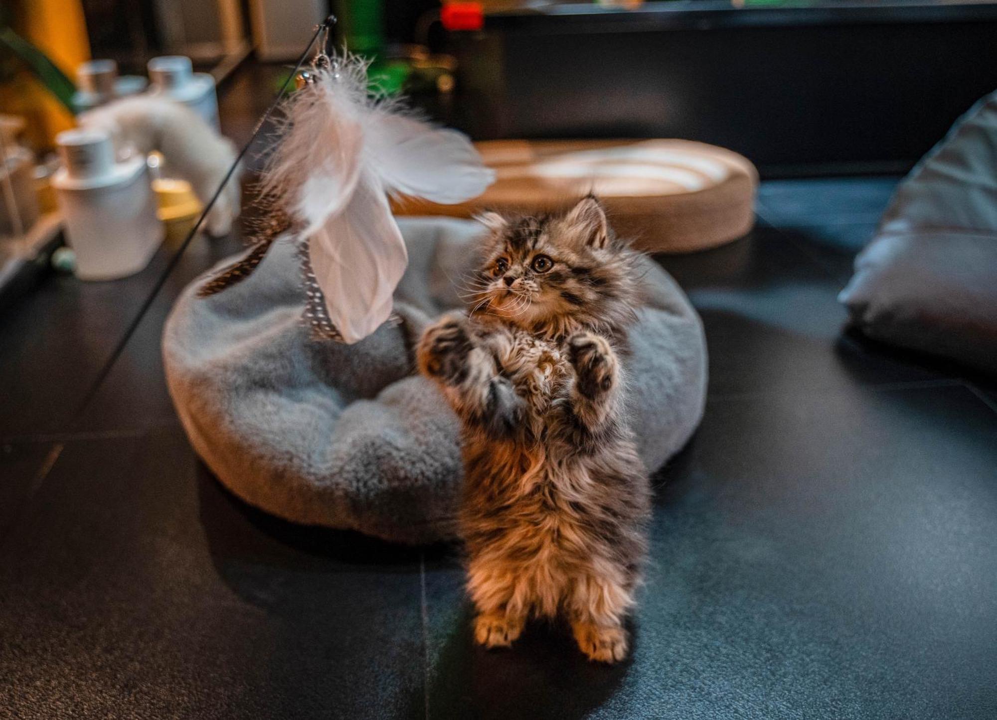 Hesu Designer Hotel & Suites -Near Xi'An Drum Tower And Yongning Gate -Free Laundry Luggage Storage -Kitty Cafe With Freshly Ground Coffee -24H Front Desk -English Service Exterior foto