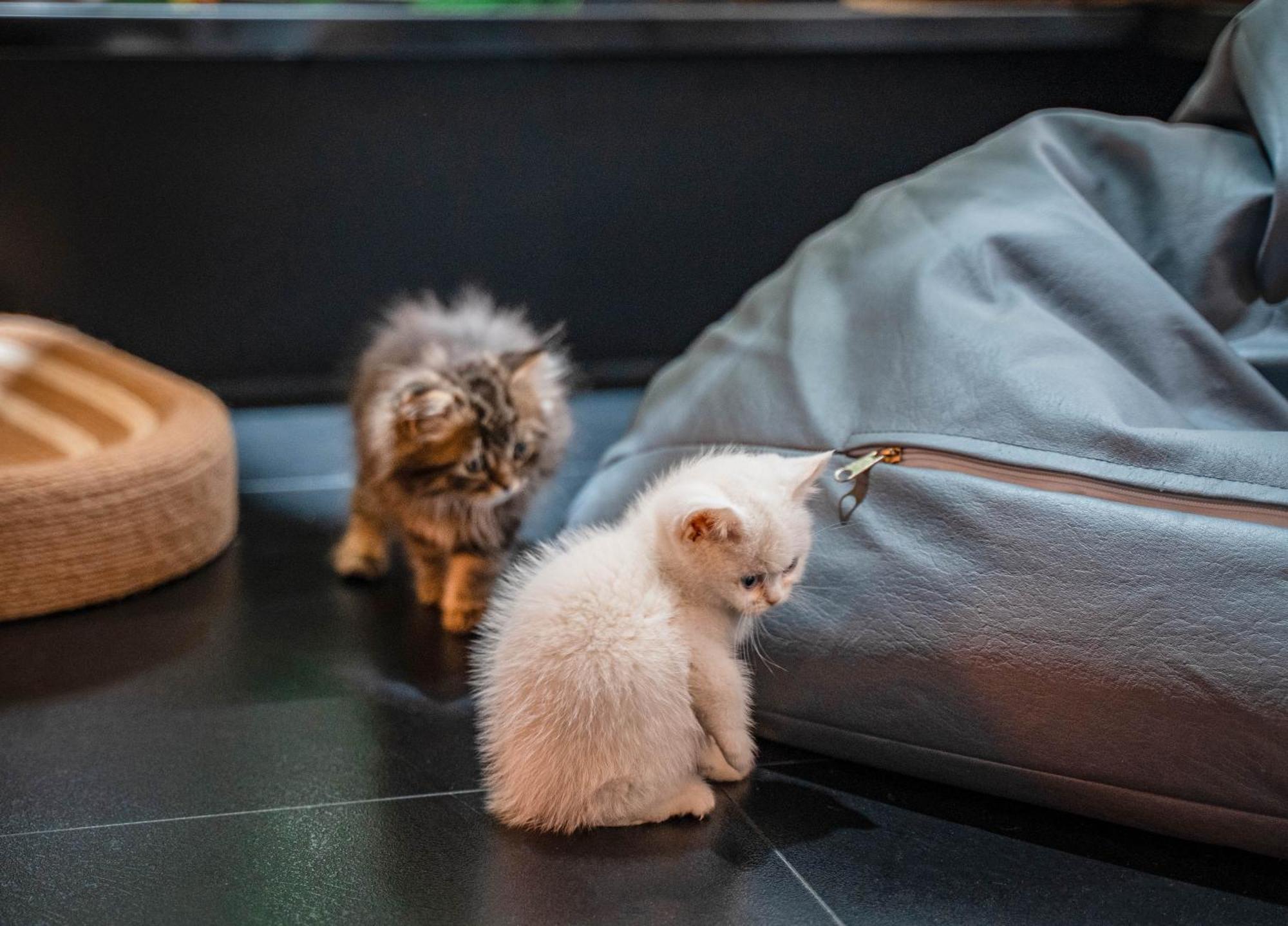 Hesu Designer Hotel & Suites -Near Xi'An Drum Tower And Yongning Gate -Free Laundry Luggage Storage -Kitty Cafe With Freshly Ground Coffee -24H Front Desk -English Service Exterior foto