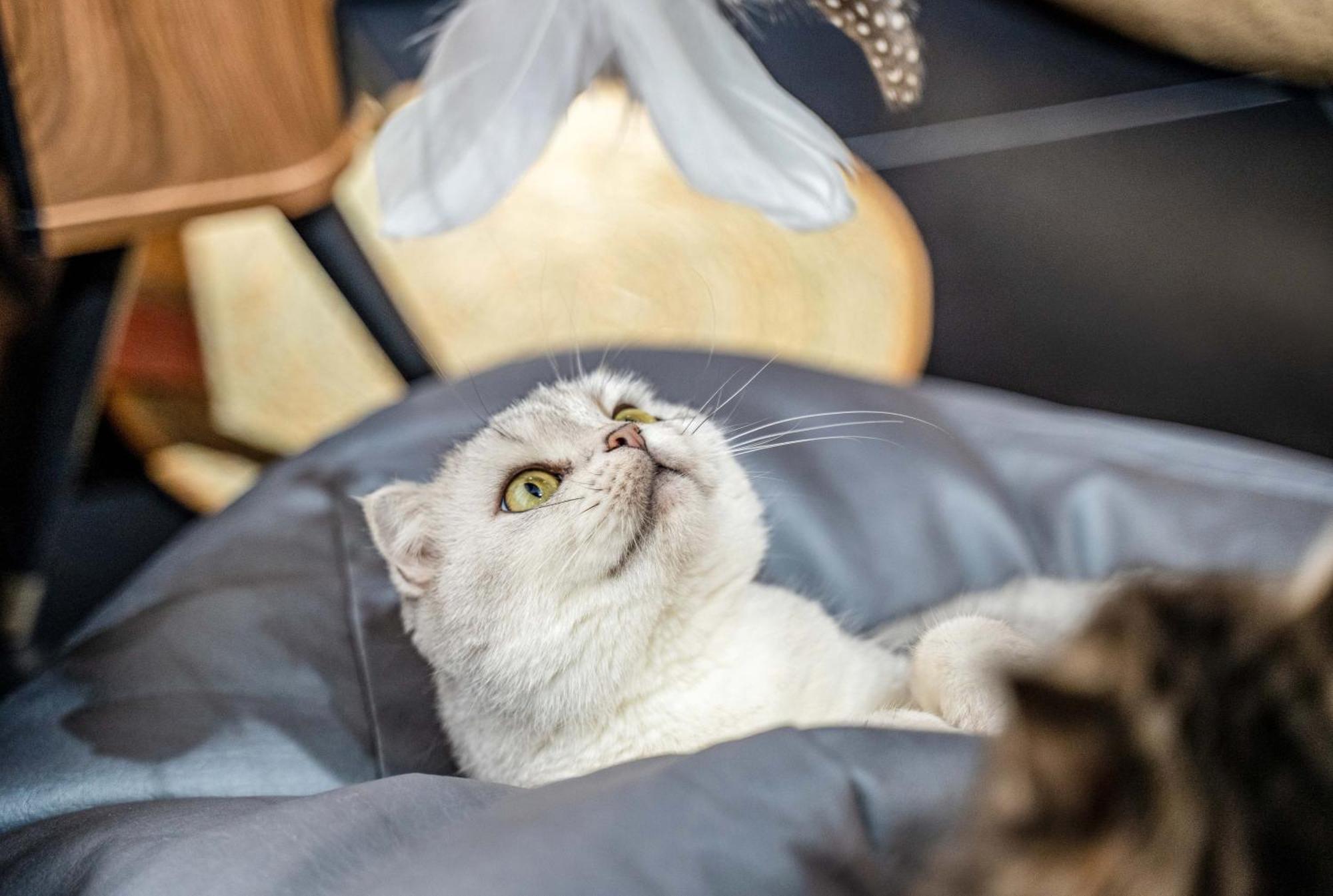 Hesu Designer Hotel & Suites -Near Xi'An Drum Tower And Yongning Gate -Free Laundry Luggage Storage -Kitty Cafe With Freshly Ground Coffee -24H Front Desk -English Service Exterior foto